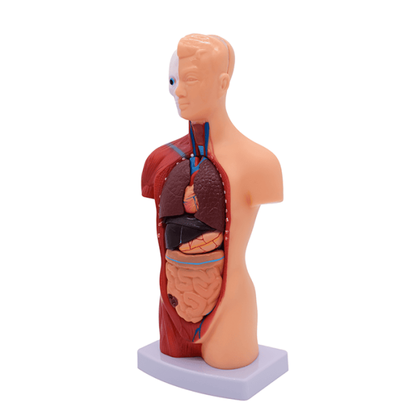 Модель «Торс человека», 28 см (разборная)